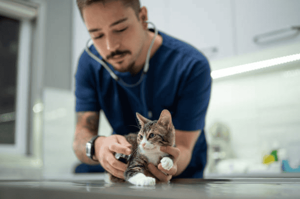 圖片來源：可商用圖庫/貓咪刷牙介紹